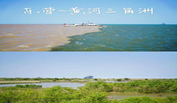 三角洲发卡最低价(告诉我三角洲发卡的最低价格) 三角洲发卡最低价(告诉我三角洲发卡的最低价格)